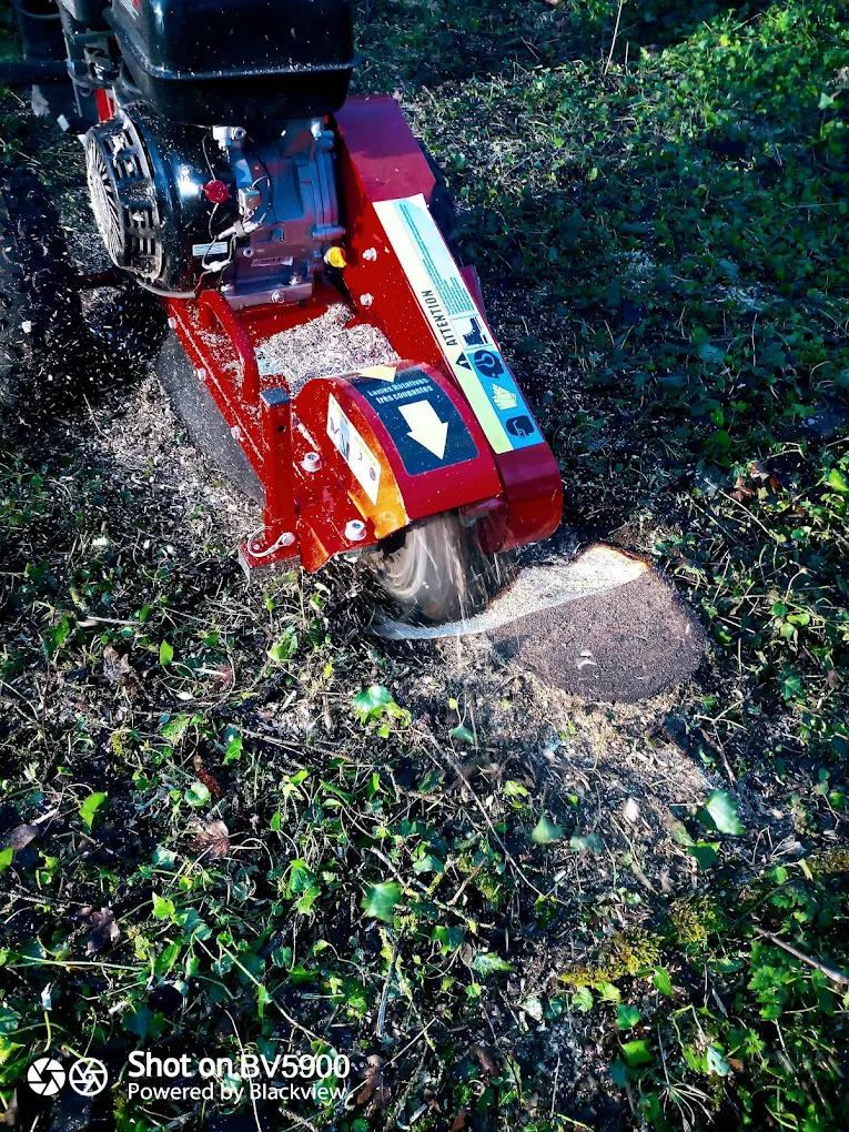 Fraisage de souche après abattage, Bourges (18), MAX.S Paysagiste