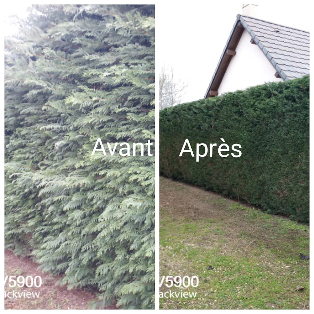 Taille haie thuya : avant/après, MAX.S Paysagiste